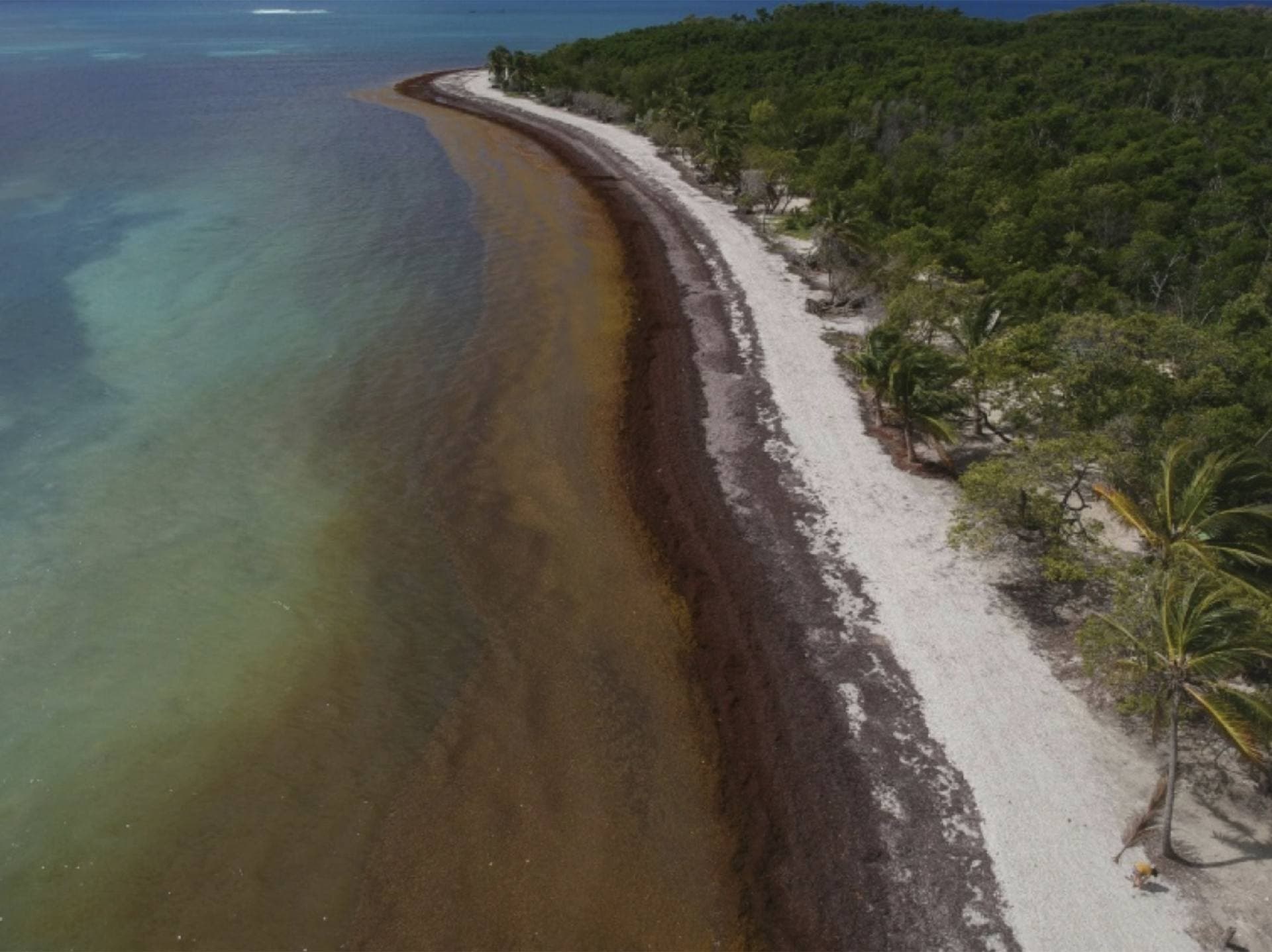 Aerial view of a sargassum mat stranded along a Caribbean coastline, with clear turquoise water on one side and dense mangrove forest on the other