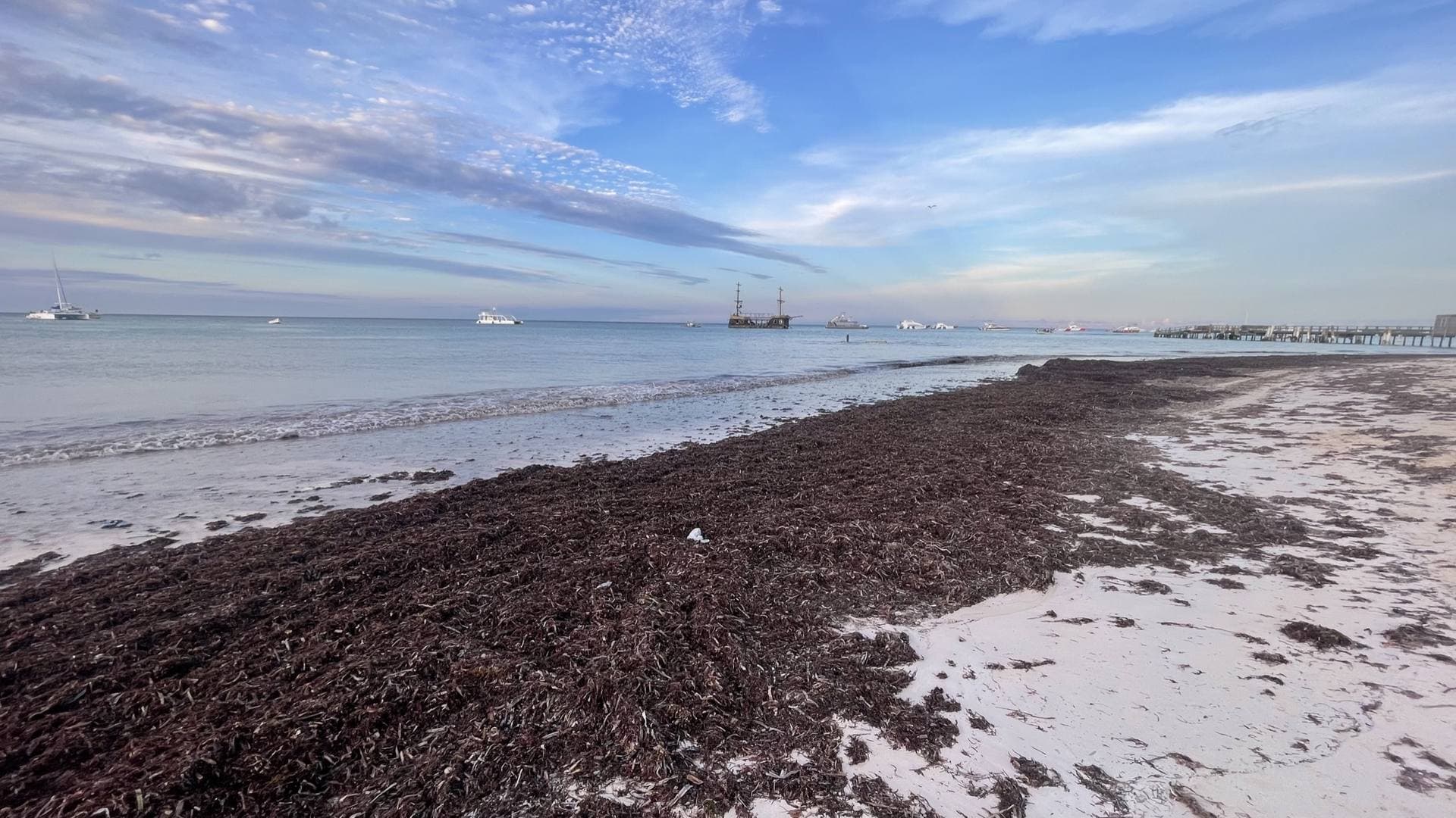 Thick mat of stranded sargassum seaweed covering a white-sand Caribbean beach at the waterline, with anchored boats offshore